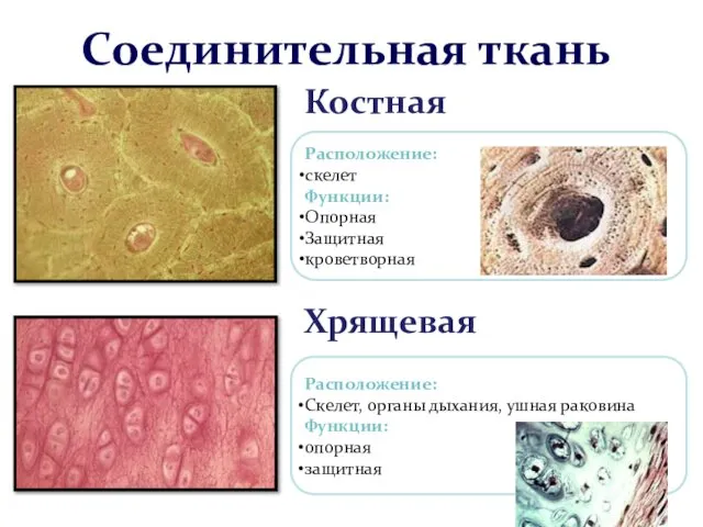 Соединительная ткань Костная Хрящевая Расположение: скелет Функции: Опорная Защитная кроветворная Расположение: