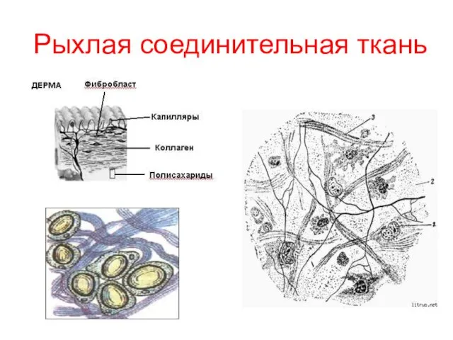 Рыхлая соединительная ткань