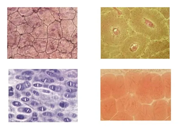 Клетки однослойного эпителия Клетки костной ткани Клетки хрящевой ткани Клетки жировой ткани