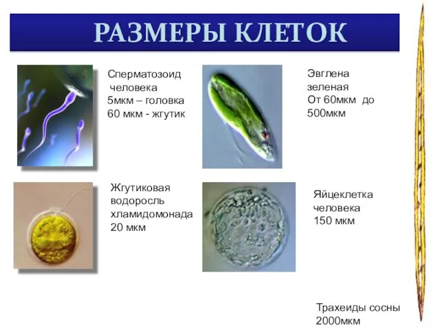 РАЗМЕРЫ КЛЕТОК Сперматозоид человека 5мкм – головка 60 мкм - жгутик