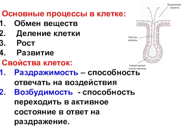 Основные процессы в клетке: Обмен веществ Деление клетки Рост Развитие Свойства