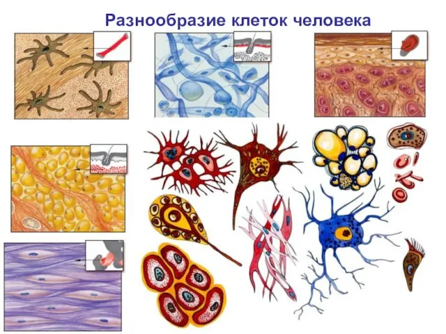 Разнообразие клеток человека