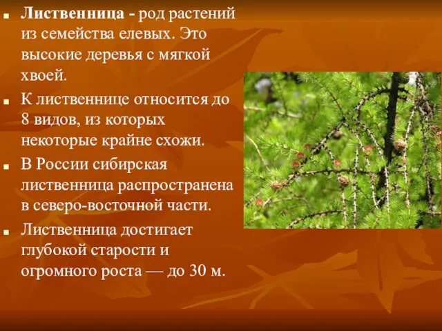 Лиственница - род растений из семейства елевых. Это высокие деревья с