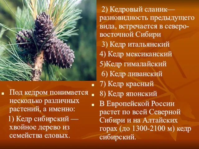 Под кедром понимается несколько различных растений, а именно: 1) Кедр сибирский