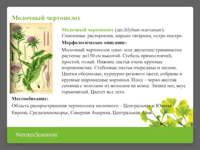 Молочный чертополох (лат.Silybum marianum). Синонимы: расторопша, марьин татарник, остро-пестро. Морфологическое описание: