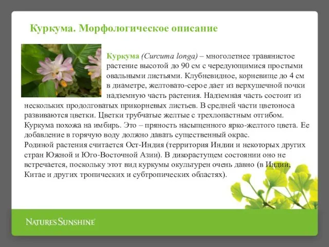 Куркума (Curcuma longa) – многолетнее травянистое растение высотой до 90 см