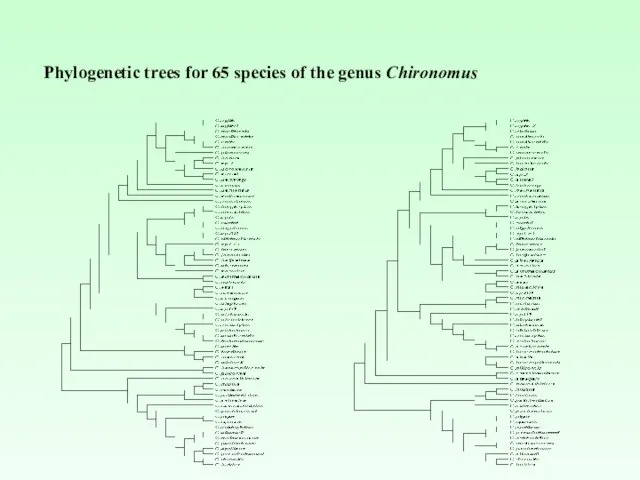 Phylogenetic trees for 65 species of the genus Chironomus