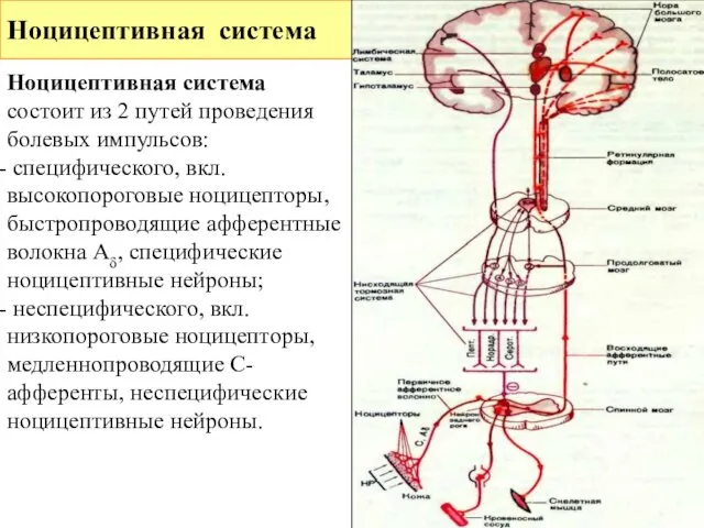 Ноцицептивная система Ноцицептивная система состоит из 2 путей проведения болевых импульсов: