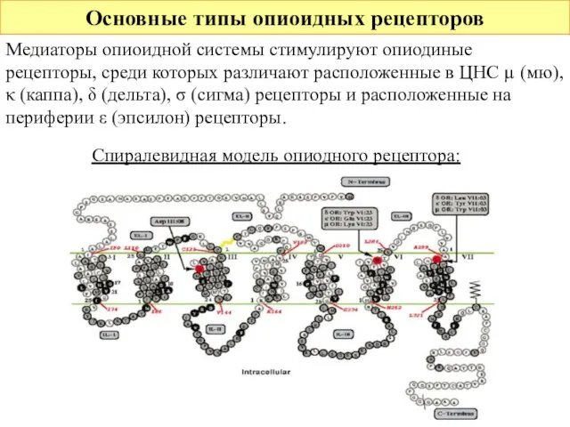 Основные типы опиоидных рецепторов Медиаторы опиоидной системы стимулируют опиодиные рецепторы, среди