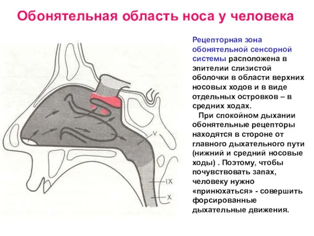 Обонятельная область носа у человека Рецепторная зона обонятельной сенсорной системы расположена