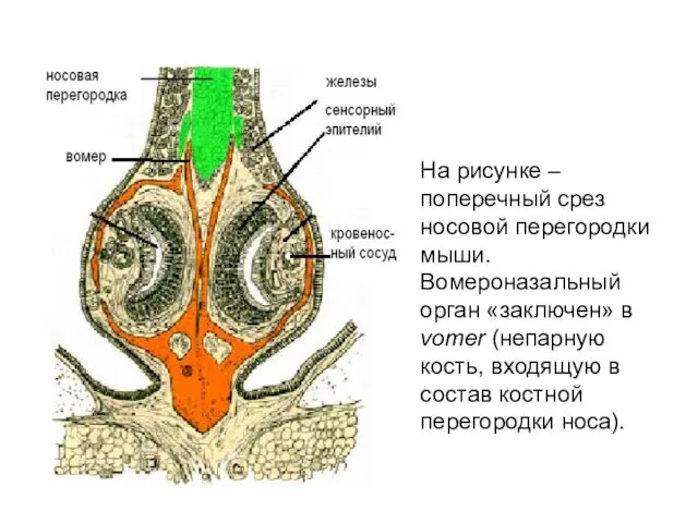 На рисунке – поперечный срез носовой перегородки мыши. Вомероназальный орган «заключен»