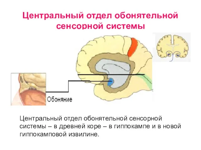 Центральный отдел обонятельной сенсорной системы Центральный отдел обонятельной сенсорной системы –