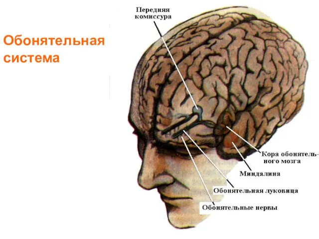 Обонятельная система