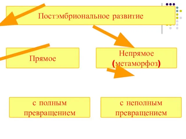 Постэмбриональное развитие Непрямое (метаморфоз) Прямое с полным превращением с неполным превращением