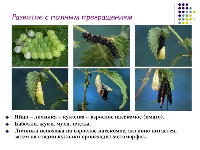 Развитие с полным превращением Яйцо – личинка – куколка – взрослое