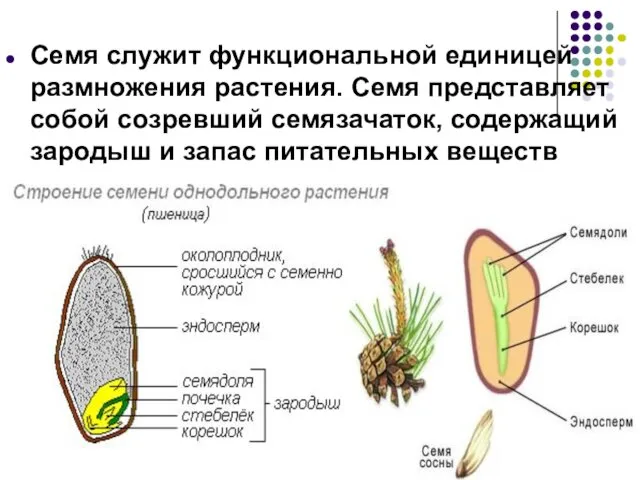 Семя служит функциональной единицей размножения растения. Семя представляет собой созревший семязачаток,