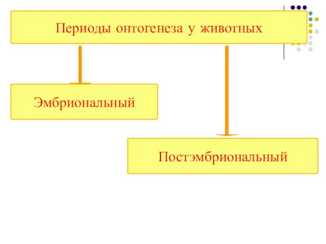 Периоды онтогенеза у животных Постэмбриональный Эмбриональный