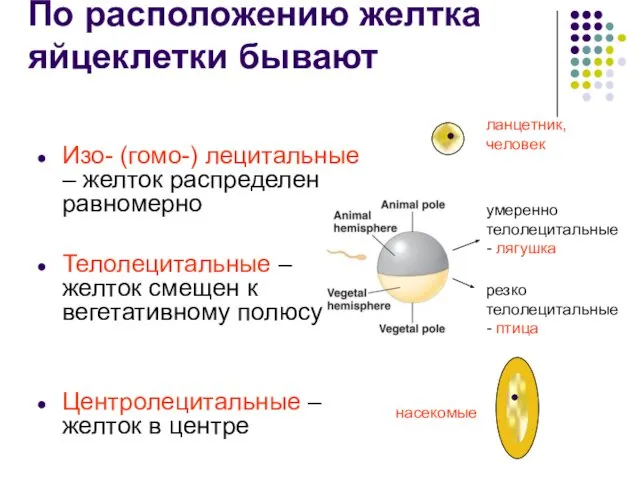 По расположению желтка яйцеклетки бывают Изо- (гомо-) лецитальные – желток распределен