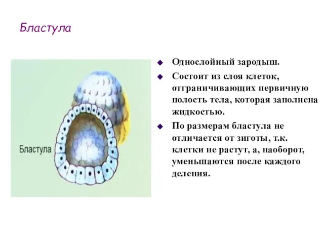 Бластула Однослойный зародыш. Состоит из слоя клеток, отграничивающих первичную полость тела,