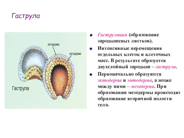 Гаструла Гаструляция (образование зародышевых листков). Интенсивные перемещения отдельных клеток и клеточных