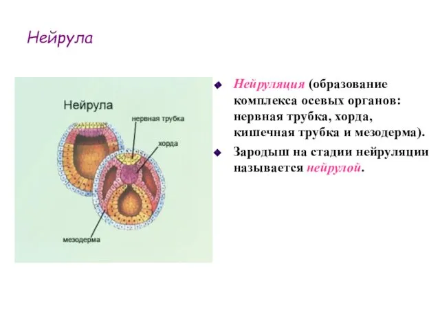 Нейрула Нейруляция (образование комплекса осевых органов: нервная трубка, хорда, кишечная трубка