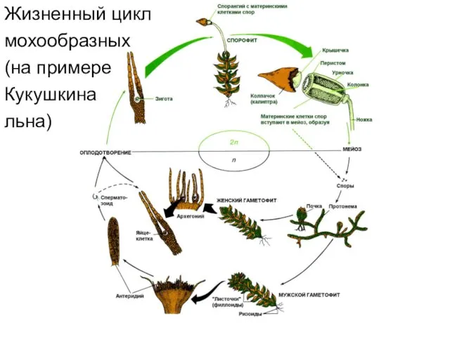 Жизненный цикл мохообразных (на примере Кукушкина льна)