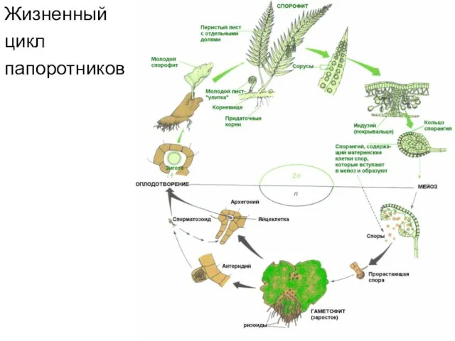 Жизненный цикл папоротников