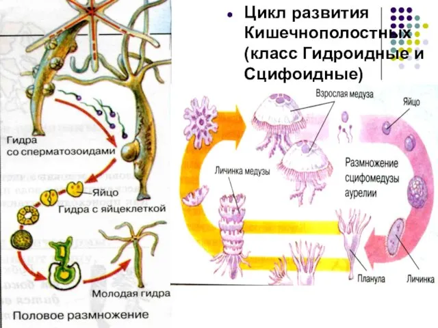 Цикл развития Кишечнополостных (класс Гидроидные и Сцифоидные)