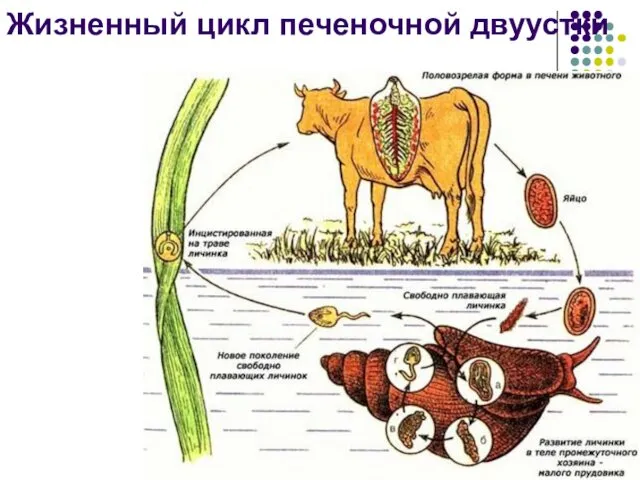 Жизненный цикл печеночной двуустки