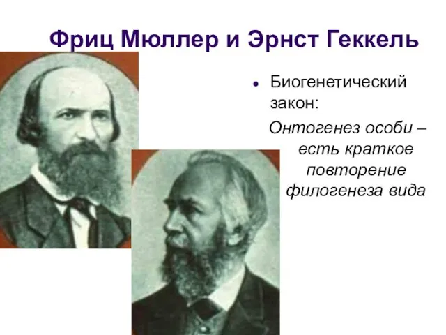 Фриц Мюллер и Эрнст Геккель Биогенетический закон: Онтогенез особи – есть краткое повторение филогенеза вида