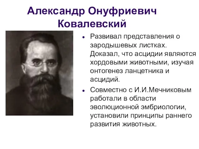 Александр Онуфриевич Ковалевский Развивал представления о зародышевых листках. Доказал, что асцидии