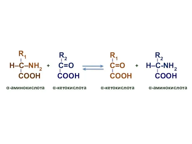 R1 R2 H–C–NH2 COOH α-аминокислота COOH C=О C=О H–C-NH2 + R1