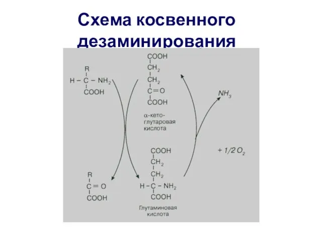 Схема косвенного дезаминирования