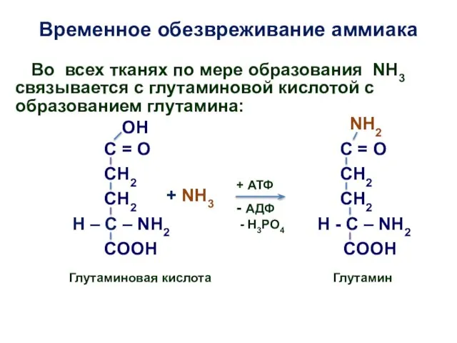 Временное обезвреживание аммиака ОН H – C – NH2 COOH H