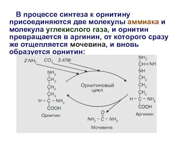 В процессе синтеза к орнитину присоединяются две молекулы аммиака и молекула