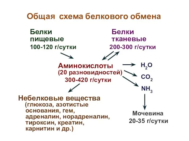 Общая схема белкового обмена Белки пищевые 100-120 г/сутки Белки тканевые 200-300