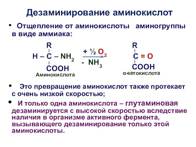 Дезаминирование аминокислот Отщепление от аминокислоты аминогруппы в виде аммиака: Это превращение