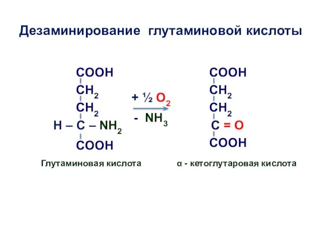 Дезаминирование глутаминовой кислоты H – C – NH2 COOH C =