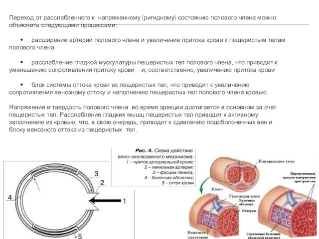 Переход от расслабленного к напряженному (ригидному) состоянию полового члена можно объяснить