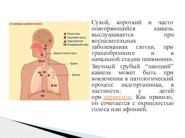 Сухой, короткий и часто повторяющийся кашель выслушивается при воспалительных заболеваниях глотки,