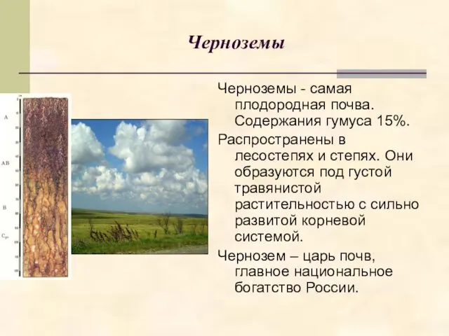 Черноземы Черноземы - самая плодородная почва. Содержания гумуса 15%. Распространены в