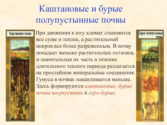 Каштановые и бурые полупустынные почвы При движении к югу климат становится