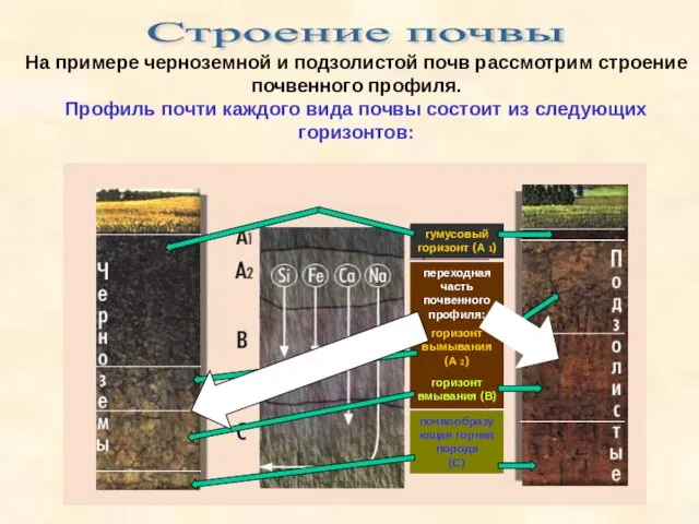 Строение почвы На примере черноземной и подзолистой почв рассмотрим строение почвенного