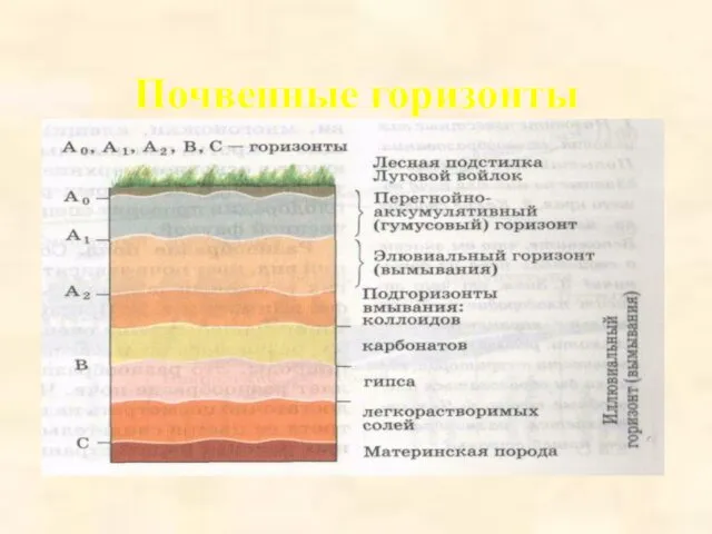 Почвенные горизонты