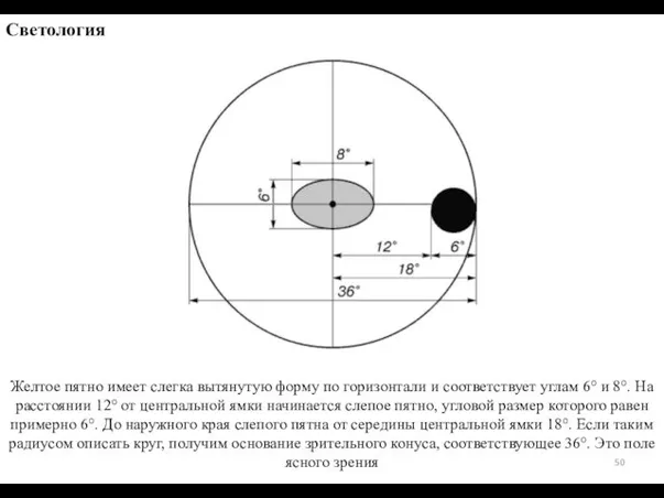 Желтое пятно имеет слегка вытянутую форму по горизонтали и соответствует углам