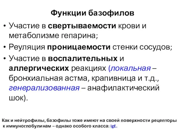 Функции базофилов Участие в свертываемости крови и метаболизме гепарина; Реуляция проницаемости