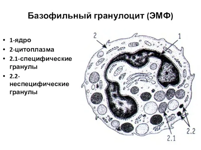 Базофильный гранулоцит (ЭМФ) 1-ядро 2-цитоплазма 2.1-специфические гранулы 2.2-неспецифические гранулы