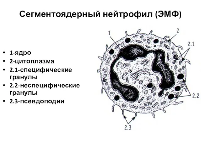 Сегментоядерный нейтрофил (ЭМФ) 1-ядро 2-цитоплазма 2.1-специфические гранулы 2.2-неспецифические гранулы 2.3-псевдоподии