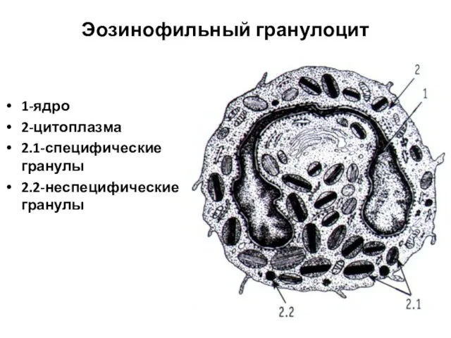 Эозинофильный гранулоцит 1-ядро 2-цитоплазма 2.1-специфические гранулы 2.2-неспецифические гранулы