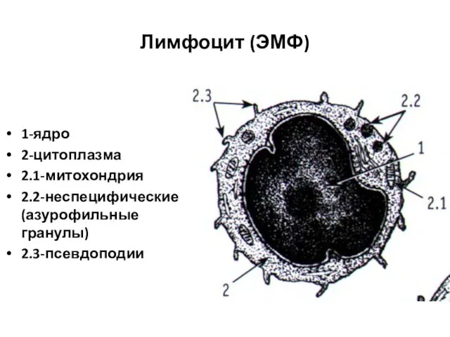 Лимфоцит (ЭМФ) 1-ядро 2-цитоплазма 2.1-митохондрия 2.2-неспецифические (азурофильные гранулы) 2.3-псевдоподии